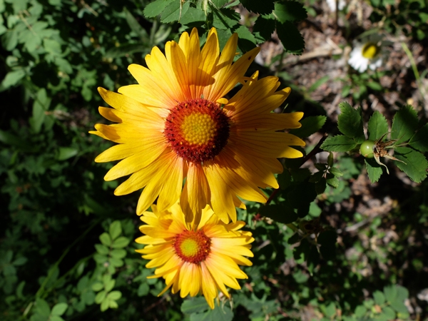 Gaillardia aristata
